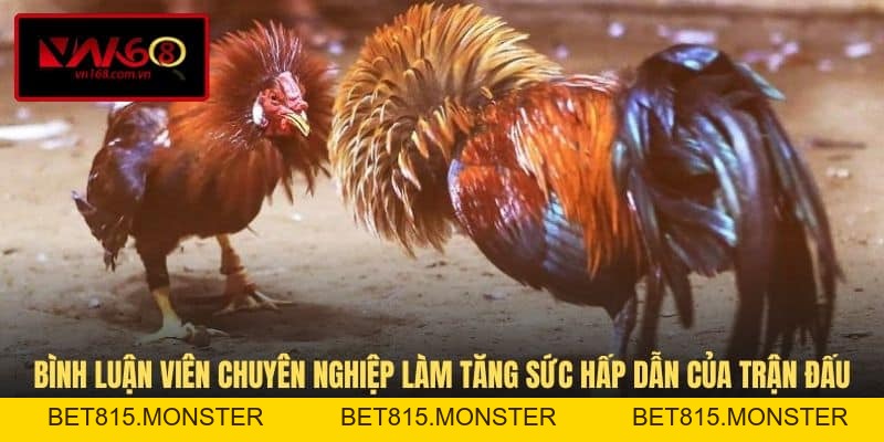 Đá Gà Trực Tiếp C2 - Hình Thức Thi Đấu Kịch Tính Tại VN168 - bet815.monster