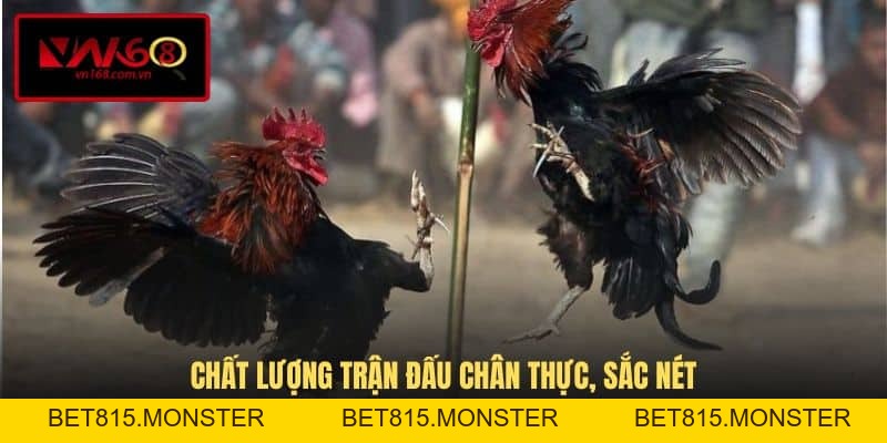 Đá Gà Trực Tiếp C3 - Trải Nghiệm Đỉnh Cao Tại VN168 - bet815.monster