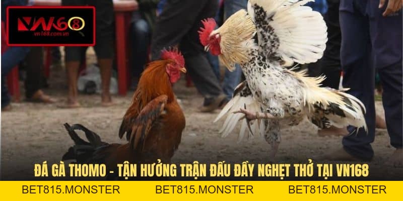 Đá Gà VN168 - Hình Thức Giải Trí Cá Cược Đầy Kịch Tính - bet815.monster