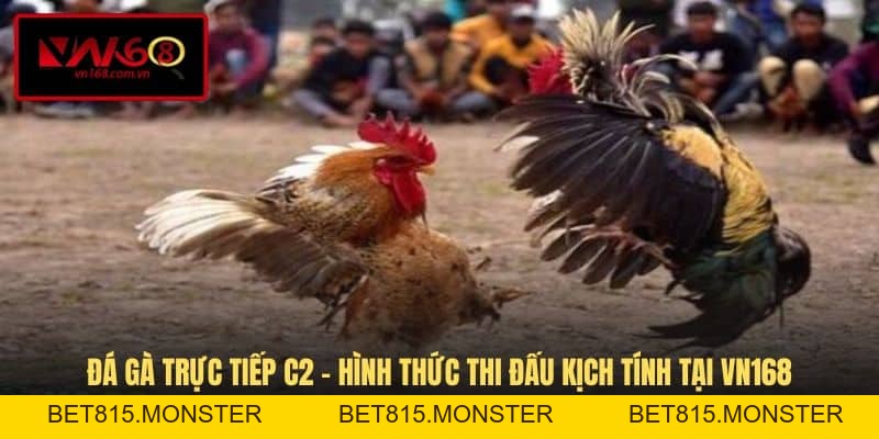 Đá Gà VN168 - Hình Thức Giải Trí Cá Cược Đầy Kịch Tính - bet815.monster