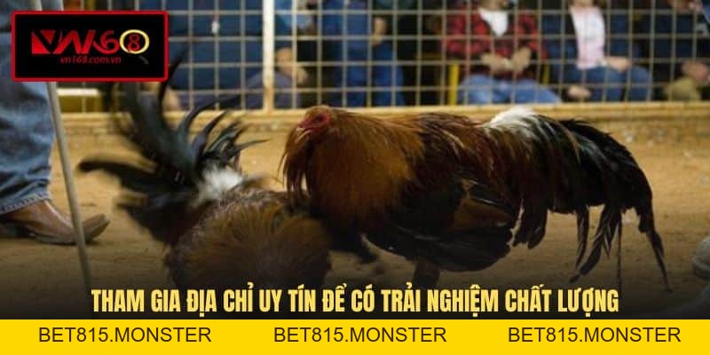 Đá Gà Trực Tiếp C2 - Hình Thức Thi Đấu Kịch Tính Tại VN168 - bet815.monster