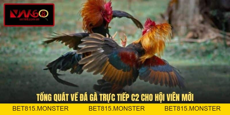 Đá Gà Trực Tiếp C2 - Hình Thức Thi Đấu Kịch Tính Tại VN168 - bet815.monster
