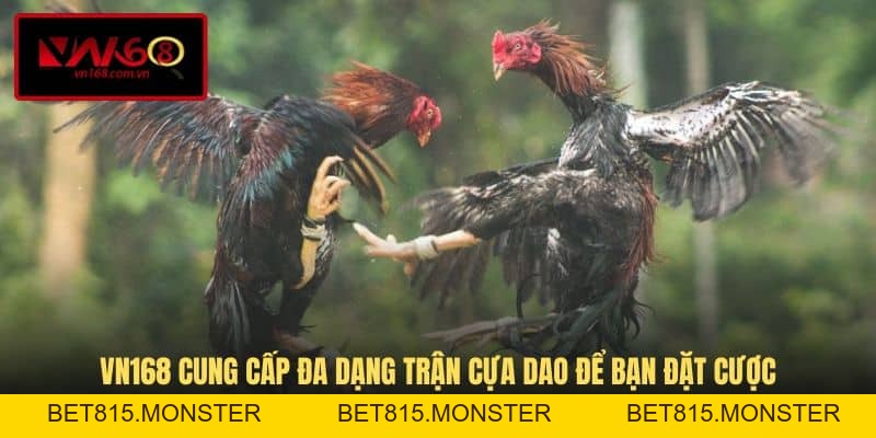Đá Gà Cựa Dao - Loại Hình Cá Cược Ăn Khách Hàng Đầu VN168 - bet815.monster